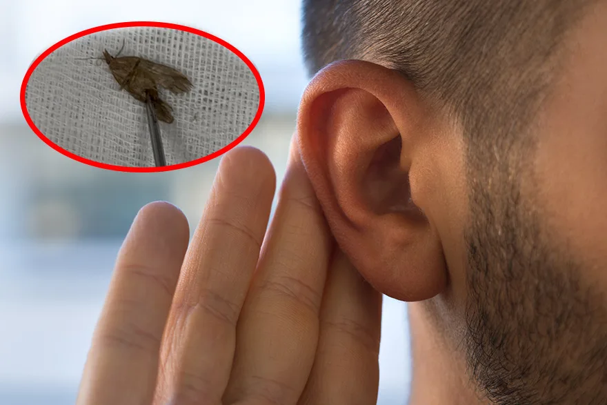 40 yaşındaki adamın kulağından çıktı. Hareketliydi, doğaya bırakıldı